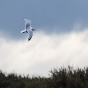 1514909735-1.jpg