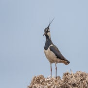 Kievit