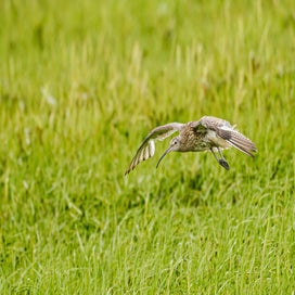 dsc_3132-1.jpg