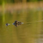 dsc_7363-3-3.jpg