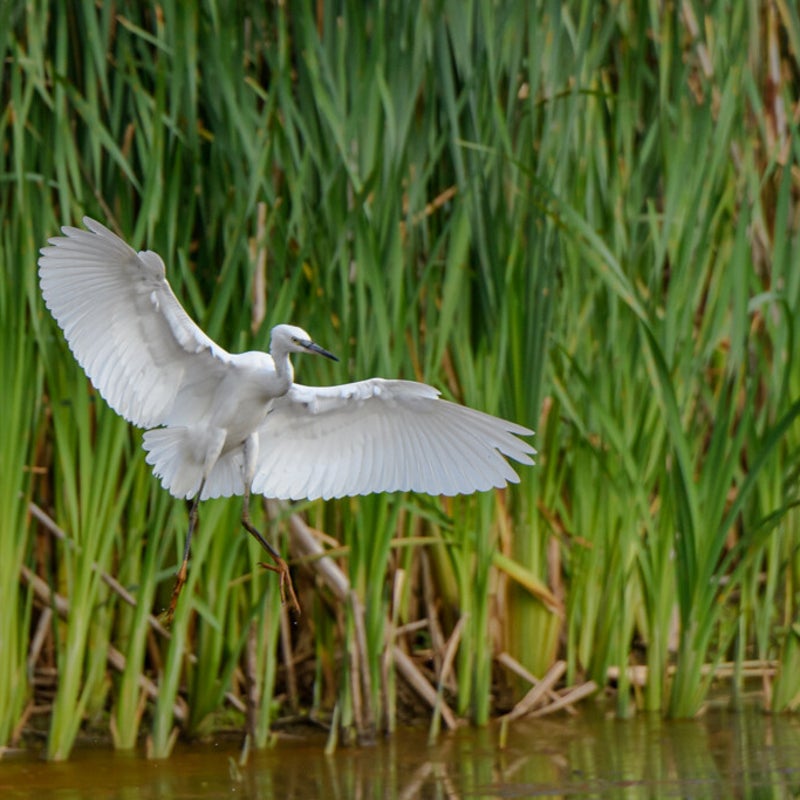 Kleine zilverreiger