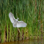 Kleine zilverreiger