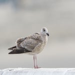 dsc_2657-1.jpg