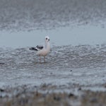 DSC_2272.jpg