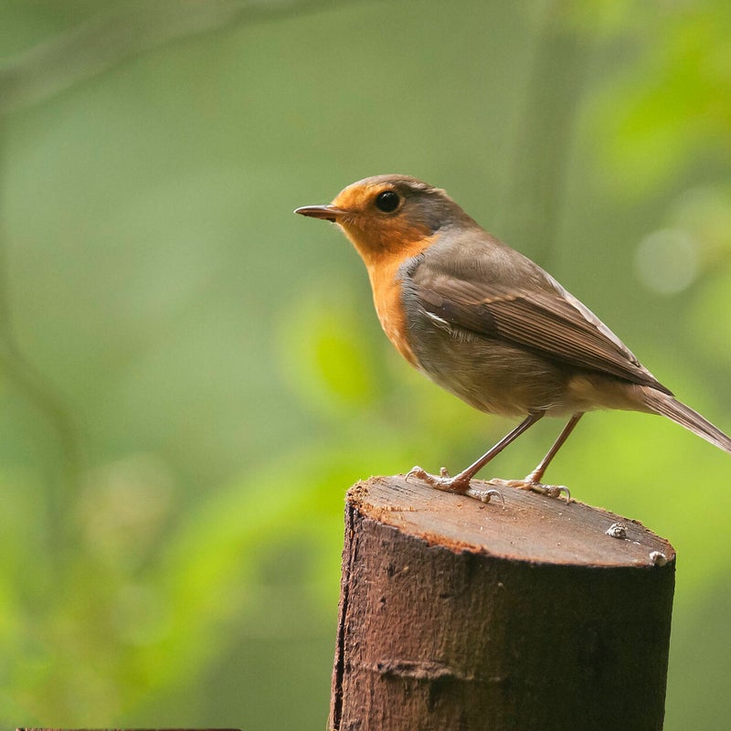 Roodborst