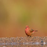 dsc_0344-4.jpg