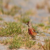 DSC_3445-5.jpg