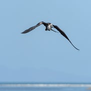 Fregatvogel