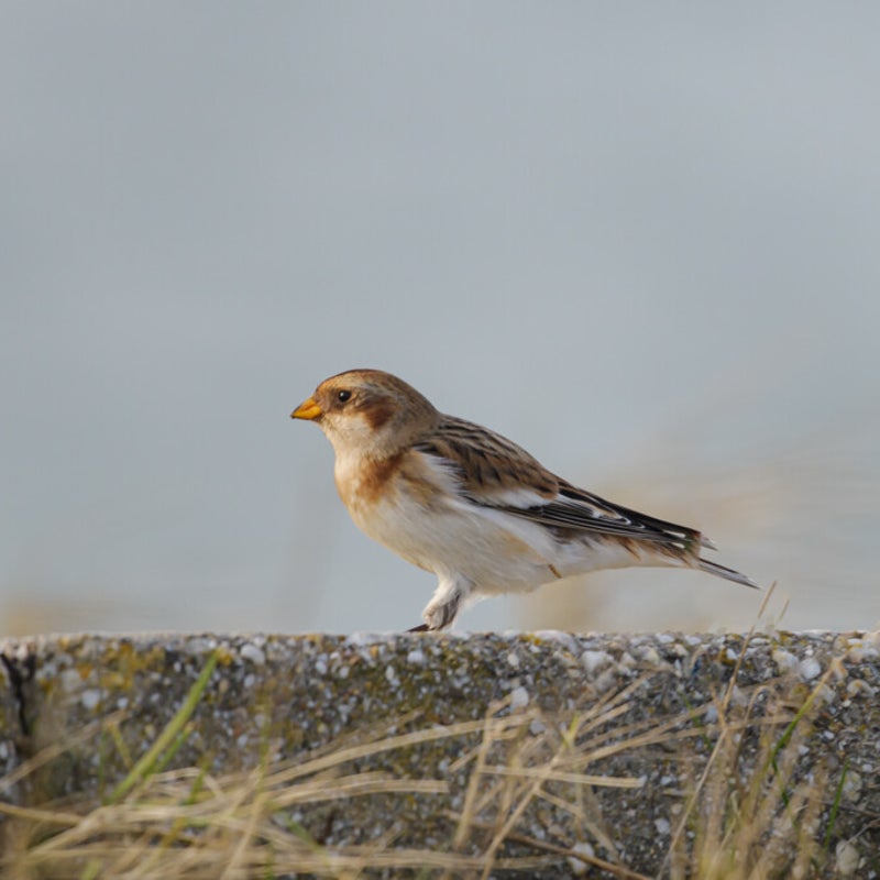 dsc_7486.jpg