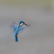 IJsvogel al biddend