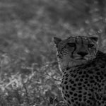 dsc_7401-2-2.jpg