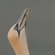 15482381306-1.jpg