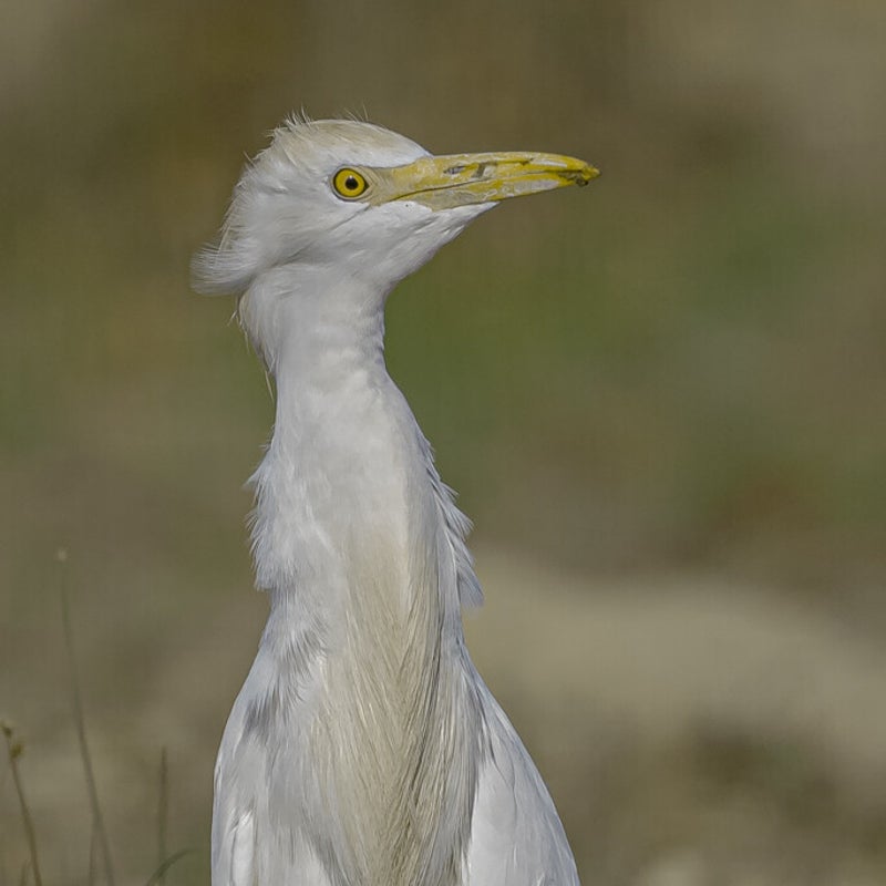 DSC_4063.jpg