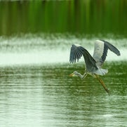 Blauwe reiger