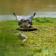 dsc_0164-standard.jpg