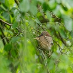 dsc_0259-standard.jpg