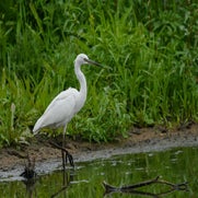dsc_0366-standard.jpg