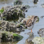 dsc_0374-standard-l4c0kt.jpg