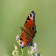 dsc_0592-standard.jpg