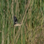 dsc_0652-standard.jpg