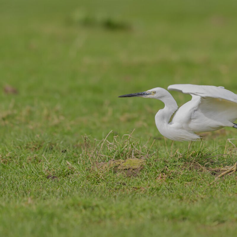dsc_1375-standard.jpg