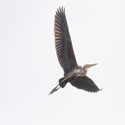 dsc_1580-standard-sypye8.jpg