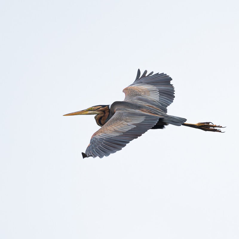 dsc_1612-standard.jpg