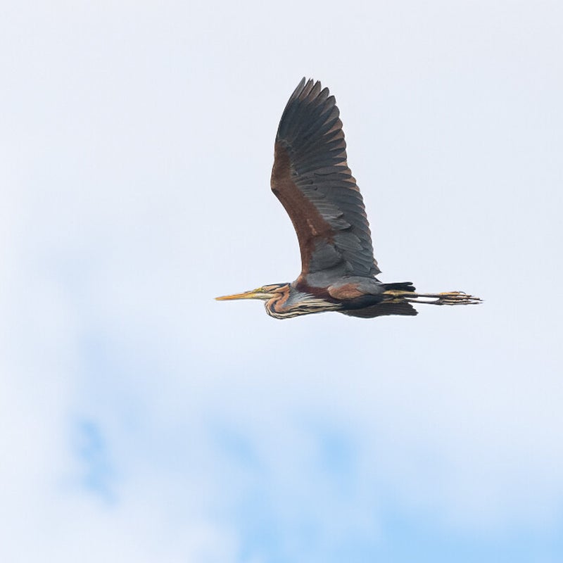 dsc_1617-standard.jpg