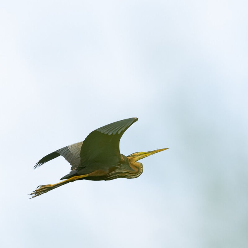 dsc_1665-standard.jpg