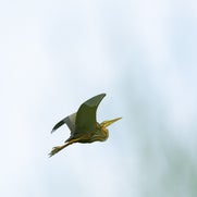 dsc_1665-standard.jpg