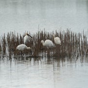 dsc_1667-standard-4c4f6c.jpg