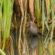 Waterral