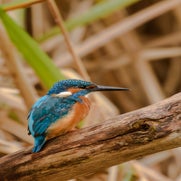 IJsvogel