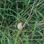 dsc_1822-standard.jpg