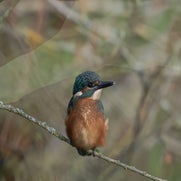 dsc_1982-standard-lye2py.jpg
