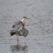 dsc_2095-standard-2ycxxs.jpg