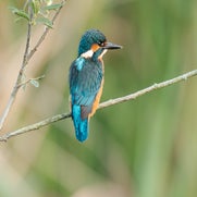 dsc_2190-standard.jpg