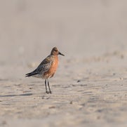 dsc_2575-standard.jpg