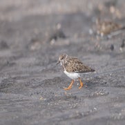 dsc_2679-standard-50q0a6.jpg
