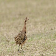 dsc_3338-standard.jpg