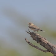 dsc_3409-standard.jpg