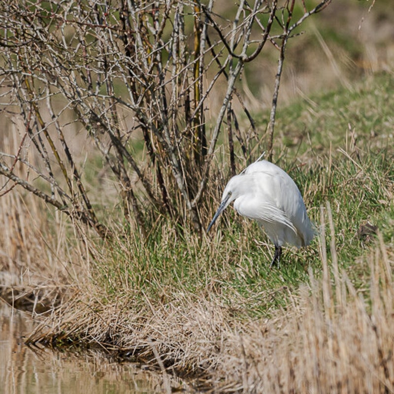 dsc_4431-standard.jpg