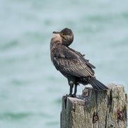 dsc_5225-standard.jpg