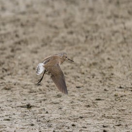 dsc_5293-standard.jpg