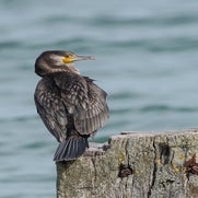 dsc_5342-standard.jpg