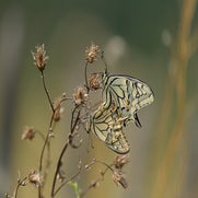 dsc_6529-standard-sjsut9.jpg