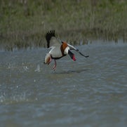 dsc_6584-standard.jpg