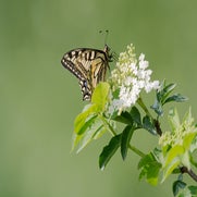 dsc_6668-standard-8hv13q.jpg