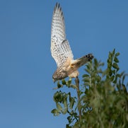dsc_6982-standard.jpg