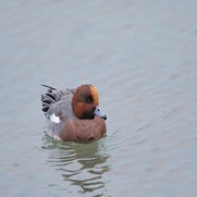dsc_7937-standard-zqy9ut.jpg